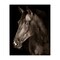 Stupell Industries Strong Stallion Horse Portrait Canvas, design by Marcus Prime